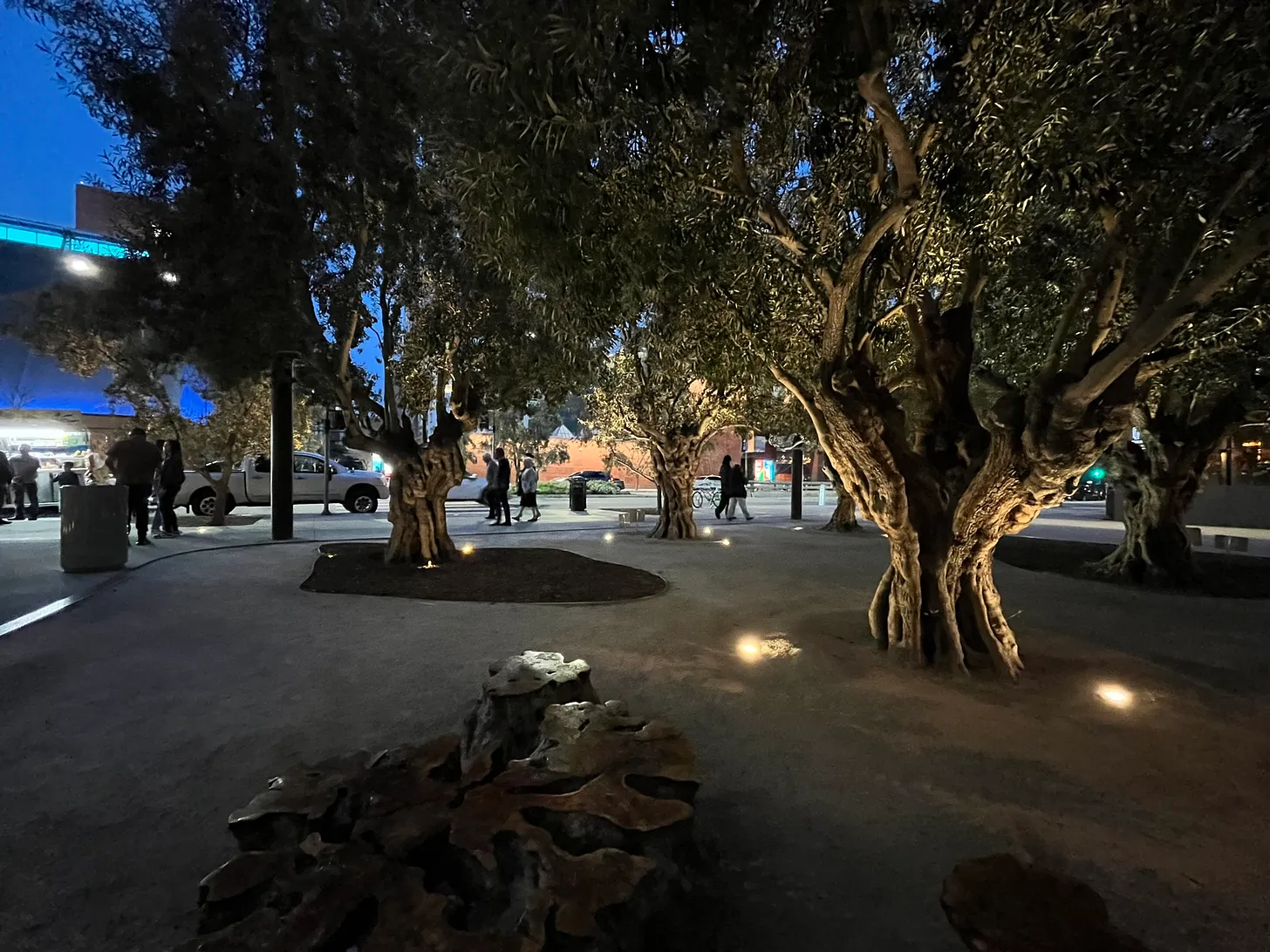 large Californian trees at night lit up by spotlights from the ground