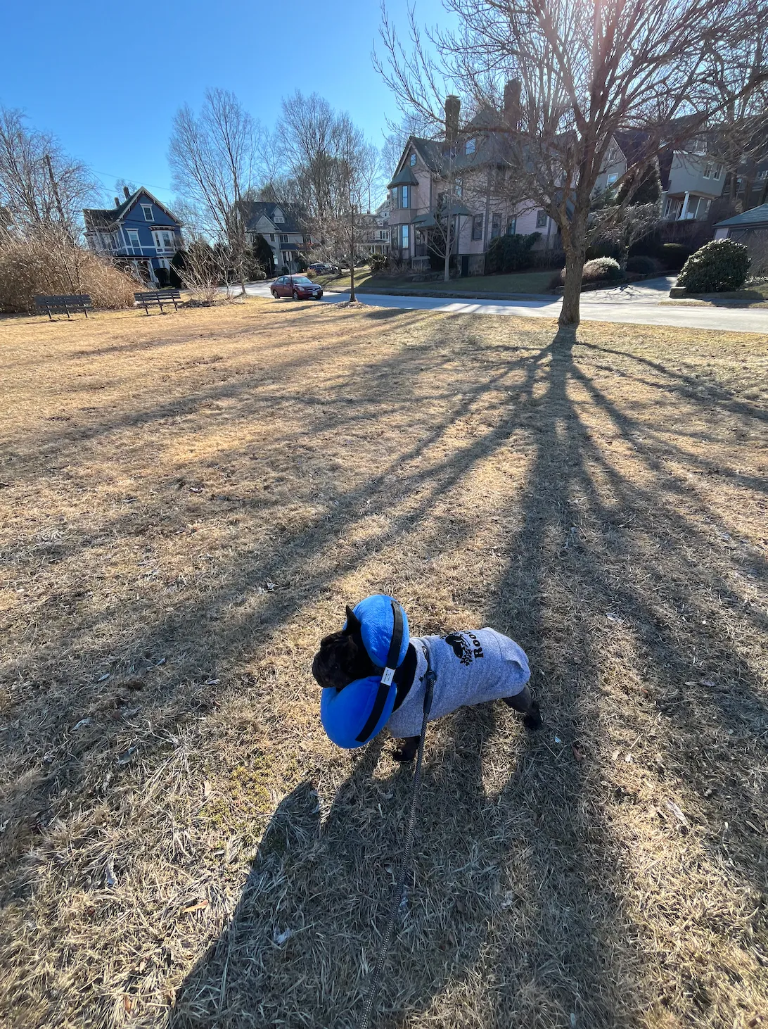 A dog in a blow up cone on a grassy field